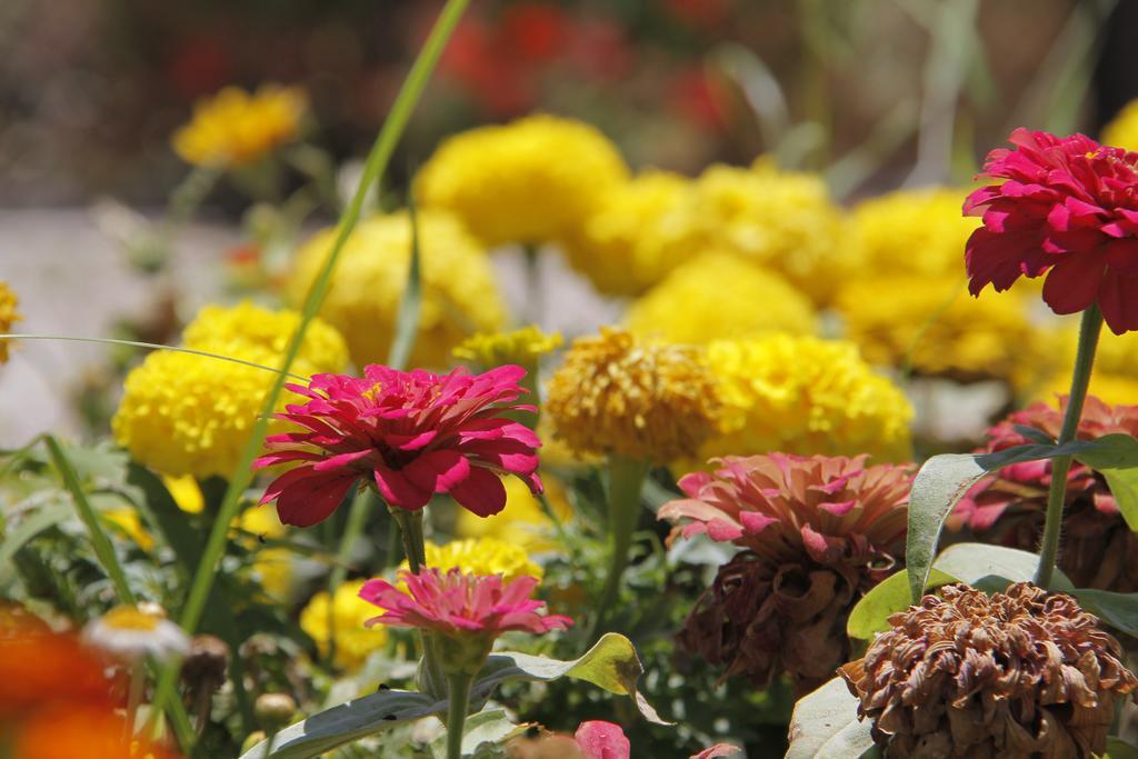 אולודניץ Nicholas Park Hotel מראה חיצוני תמונה